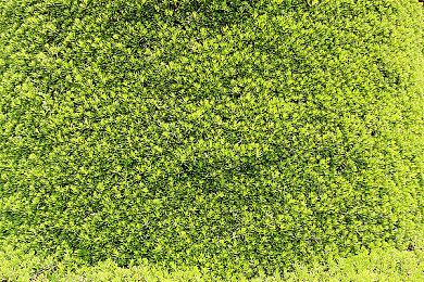 日本一公布肉鸽策略RPG新作《星之深渊酒吧》